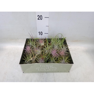Tillandsia
