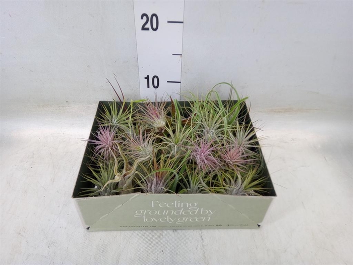 <h4>Tillandsia</h4>