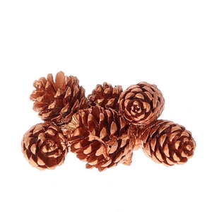 Pine cone Pinea 7cm x8