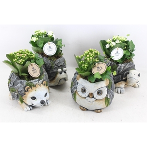 arr2 PL - Dierenmix indoor