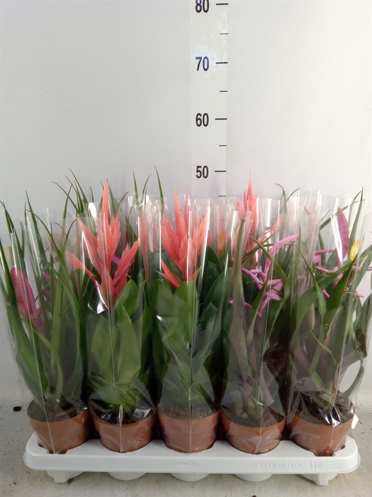 <h4>Tillandsia  ...mix</h4>