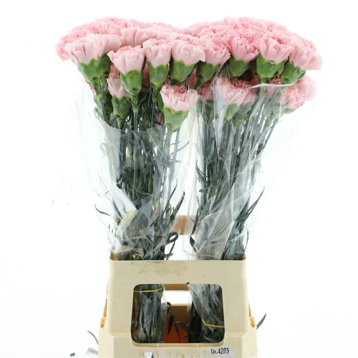 <h4>Di St Col Illusion</h4>