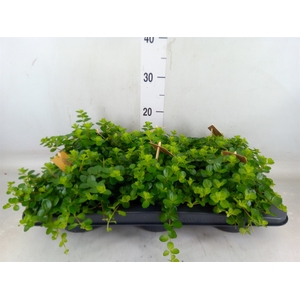 Peperomia rotundifolia