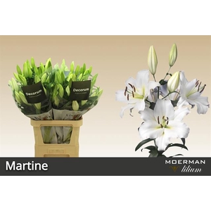 LI OT MARTINE