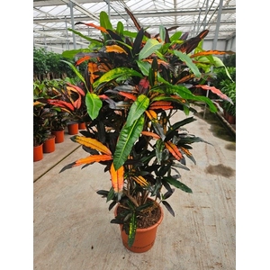 Codiaeum Codiaeum variegatum kleinb