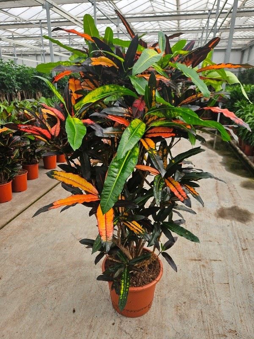 <h4>Codiaeum Codiaeum variegatum kleinb</h4>