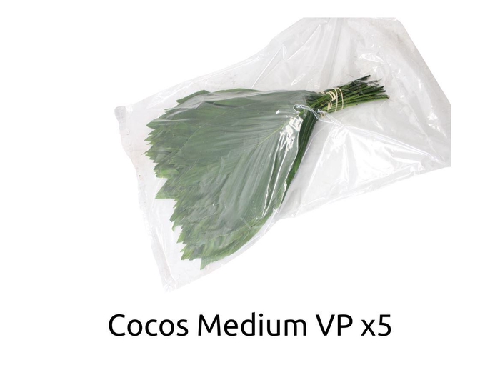 <h4>Cocos Medium V P X 5</h4>