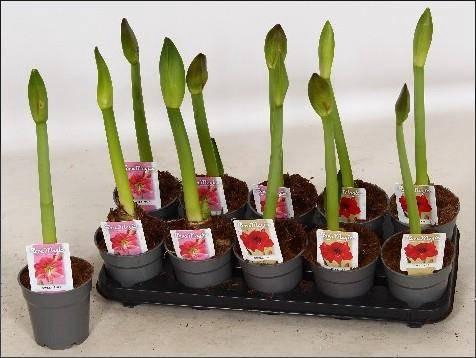 <h4>HIPP GEM 2 SRT</h4>