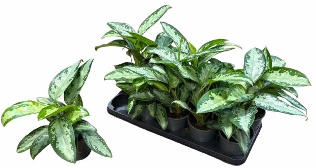 <h4>Aglao Jubilee</h4>