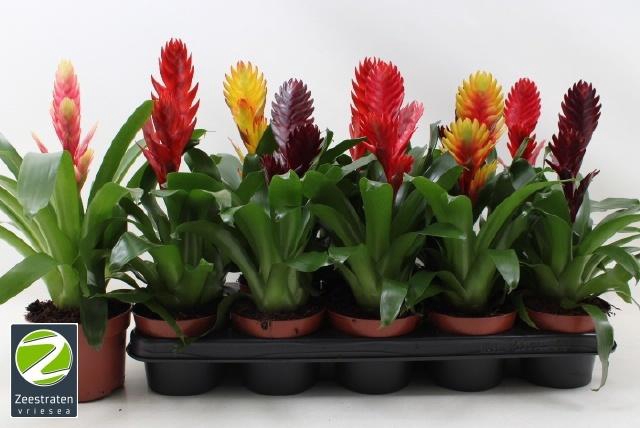 <h4>VRIES GEM 6 SRT</h4>