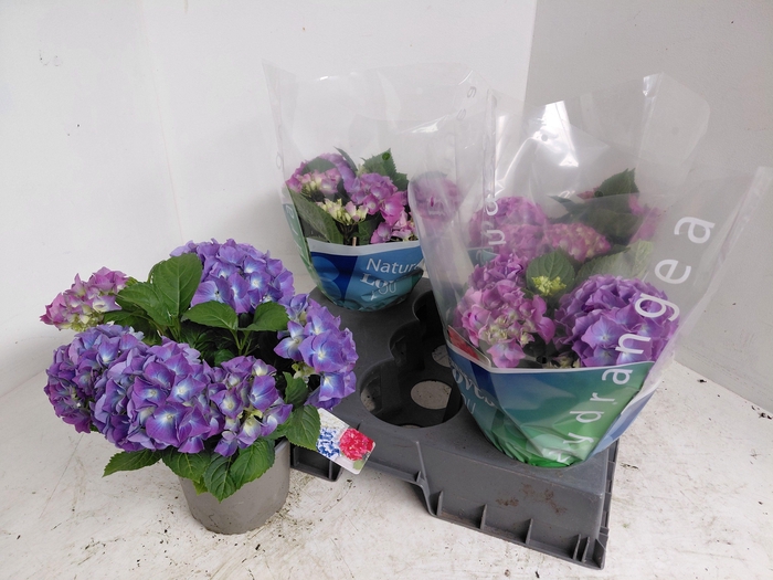 <h4>HYDR M BLAUER ZWERG</h4>