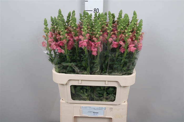 <h4>Antir Poto Rose</h4>