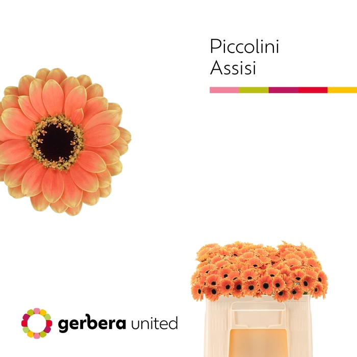 <h4>Nano Assisi Water</h4>