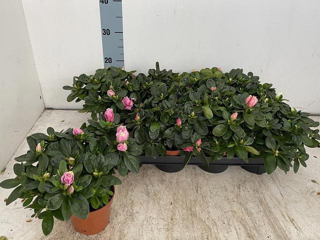 <h4>RHODO SI VOGEL GEM</h4>