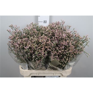 Lim Sin Blush Diamond