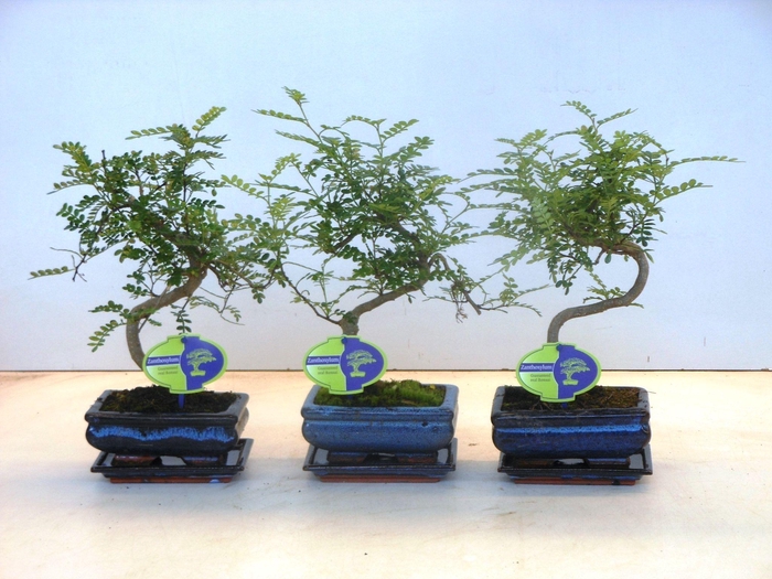 <h4>Zanthoxylum piperitum, 15cm., shape, with dip tray</h4>