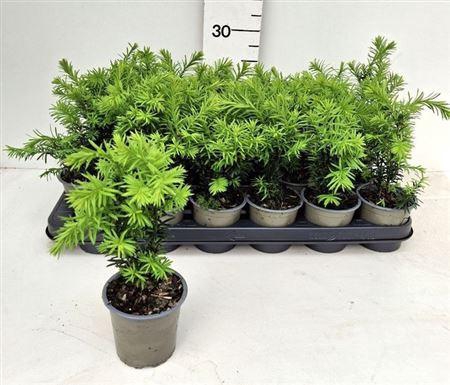 <h4>Taxus M Hicksii</h4>