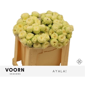 R Tr Ayala Voorn Seasons