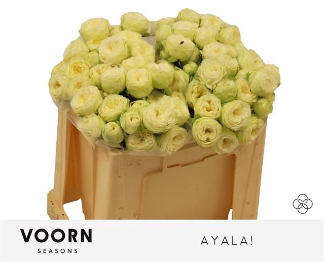<h4>R Tr Ayala Voorn Seasons</h4>