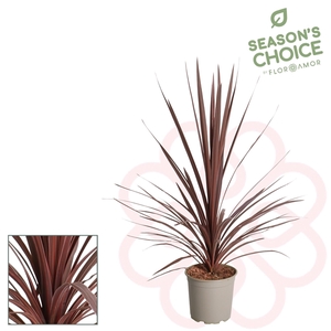 Cordyline aus. Red Star