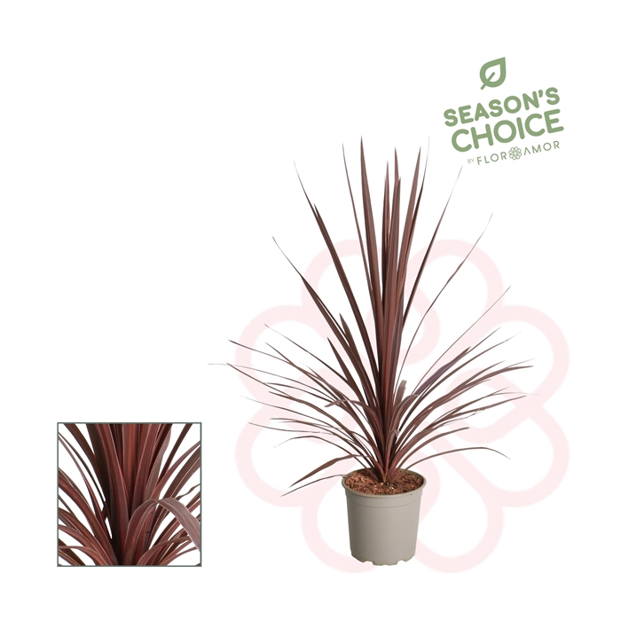 <h4>Cordyline aus. Red Star</h4>