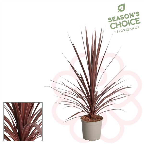 Cordyline aus. Red Star