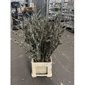 LARIX PER BOS 100 CM