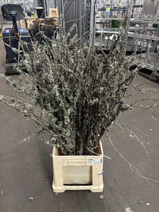 <h4>LARIX PER BOS 130 CM</h4>