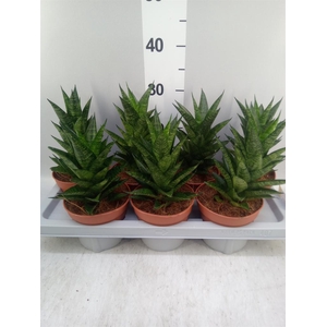 Sansevieria   ...