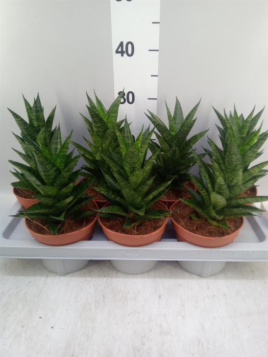 <h4>Sansevieria ...</h4>