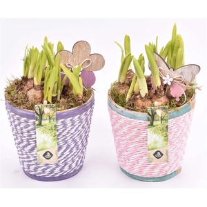 Hout pot met roze/wit paars/wit touw 13.5cm