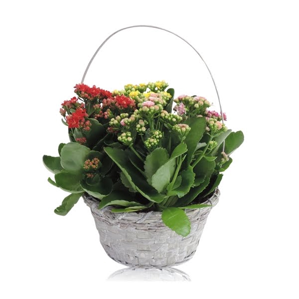 <h4>Collectie Jakarta Kalanchoë Cinqolori - Carnaval in Hengselmand 21 cm</h4>