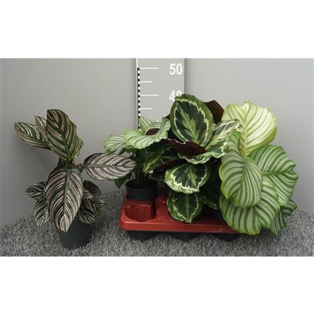 <h4>Calathea Gemengd</h4>