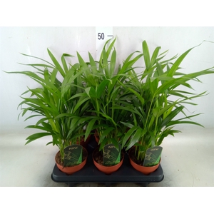 Dypsis lutescens   ...Chrysalidoca