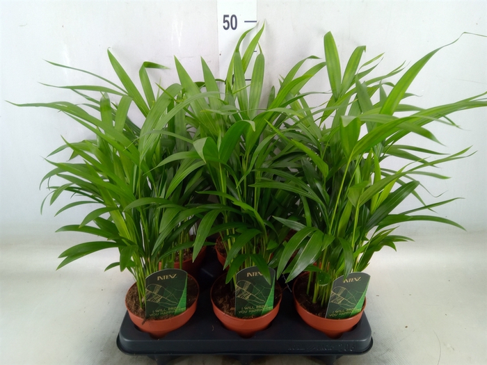 <h4>Dypsis lutescens   ...Chrysalidoca</h4>