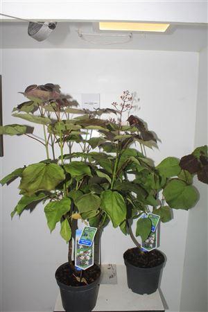 <h4>Catal Er Purpurea</h4>