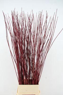 <h4>Cornus alba 'Sibirica'</h4>