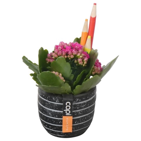 <h4>PTBTS5233 Arrangementen kamerplanten</h4>