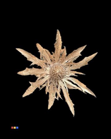 <h4>Eryngium Antique Gold</h4>