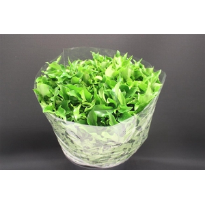 Hedera Blad Italie