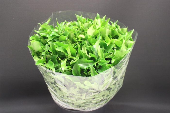 <h4>Hedera Blad Italie</h4>
