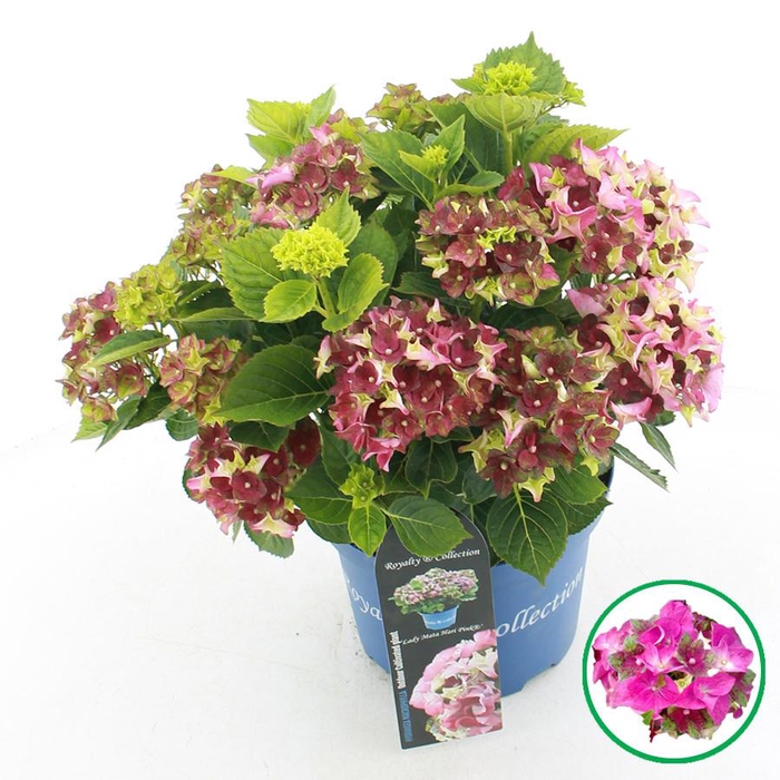 <h4>Hydrangea macr. Royalty® 'Lady Mata Hari'® Roze C5 (23cm.) Kn.</h4>