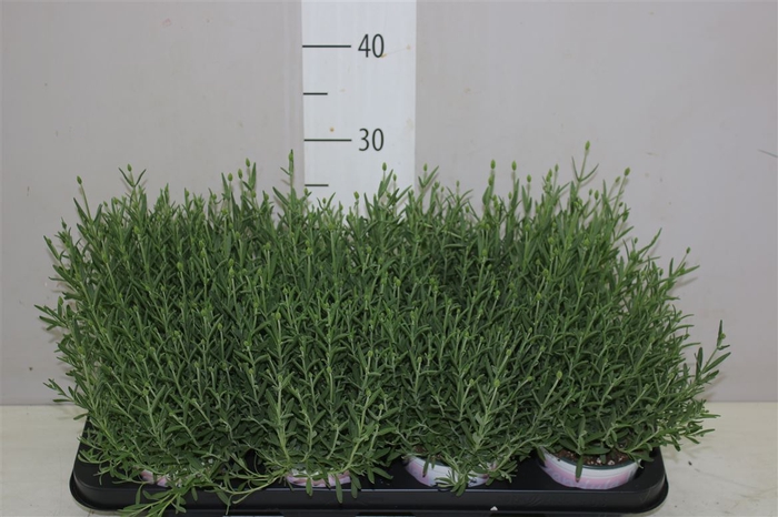 <h4>Lavandula Rosea Roze</h4>