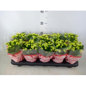 Kalanchoe blos. 'Calandiva Whites'