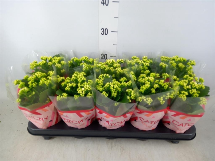 <h4>Kalanchoe blos. 'Calandiva Whites'</h4>