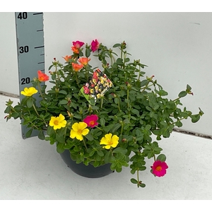 PORT GEM IN POT