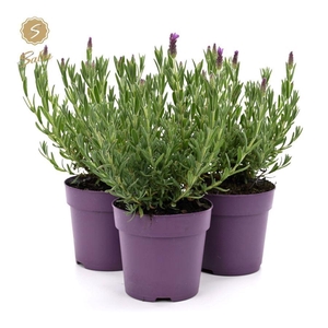 Lavandula st. 'Anouk'® Collection P12