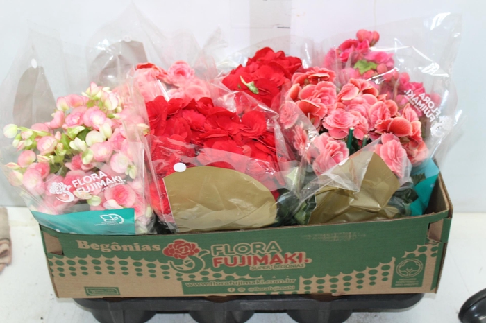 <h4>BEGONIA P15</h4>