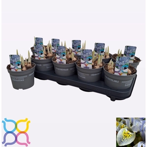 IRIS KATHARINE HODGK