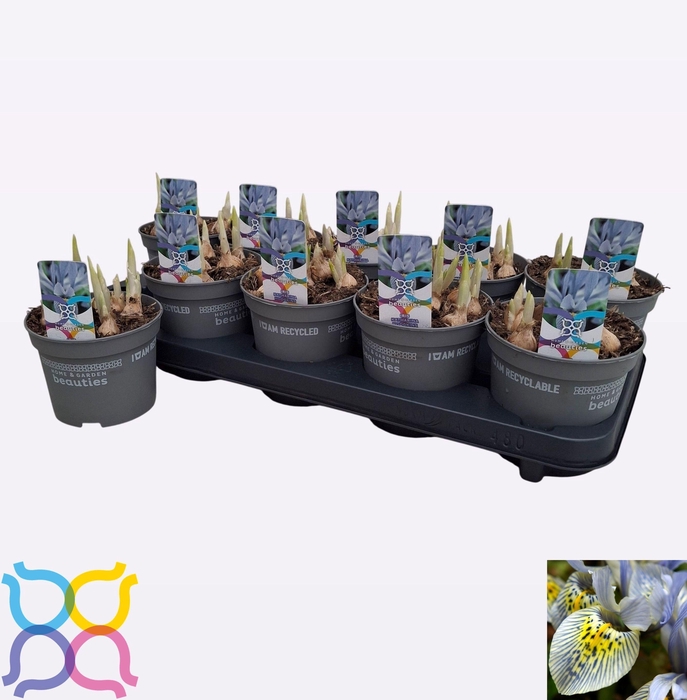 <h4>IRIS KATHARINE HODGK</h4>